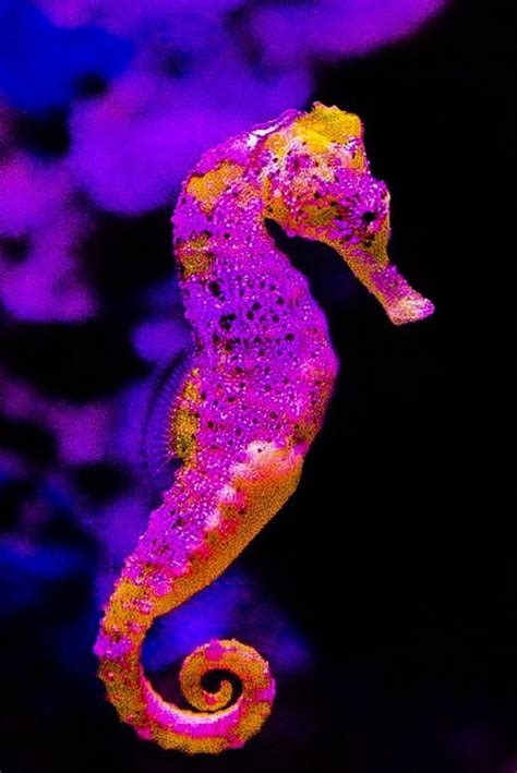 seahorse - Yahoo Image Search Results Underwater Animals, Underwater Creatures, Ocean Creatures ...