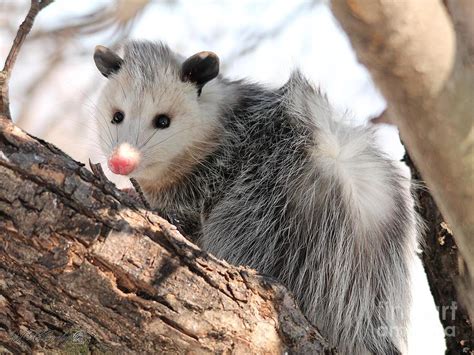 North American Opossum in Winter Photograph by J McCombie - Fine Art America