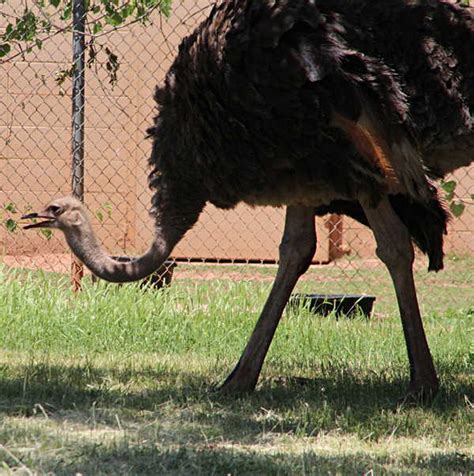 The Biggest Bird In The World - GJM Nature Media