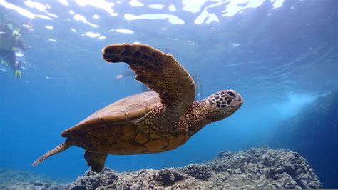 The Kauai North Shore Beaches Are Perfect For Snorkeling – DesertDivers