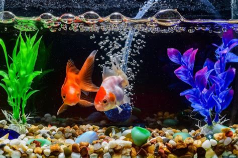 Goldfish Tank Setup – Simple Guide For Beginners FishLab, 58% OFF