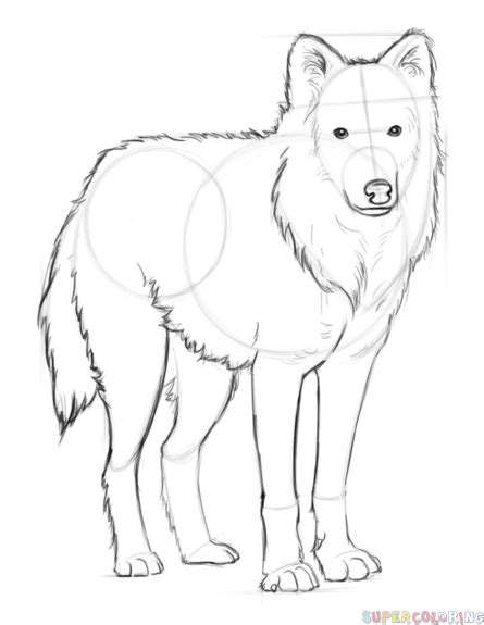 How to draw an arctic wolf | Step by step Drawing tutorials