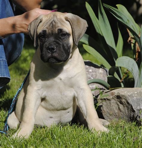 bullmastiff puppy , 10 weeks old | Bull mastiff, Puppies, Puppy love