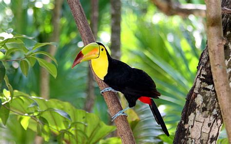 HD wallpaper: Aracari bird standing on tree branch, aracari, Collared Aracari | Wallpaper Flare