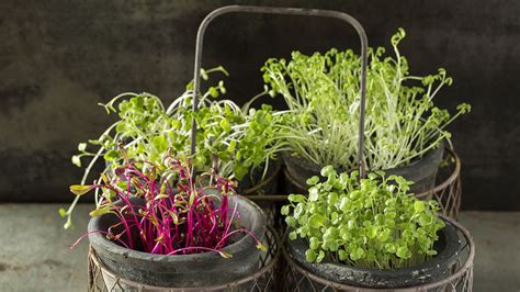 Growing your own microgreens | Column Gardening | coastalillustrated.com