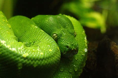 Closeup Photo of Anaconda · Free Stock Photo