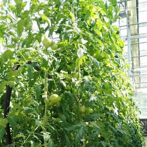 Tomato Hook Tomato Support Clips Tray Covers Spreader Handheld 6 Starting Trays Mint for Indoors ...