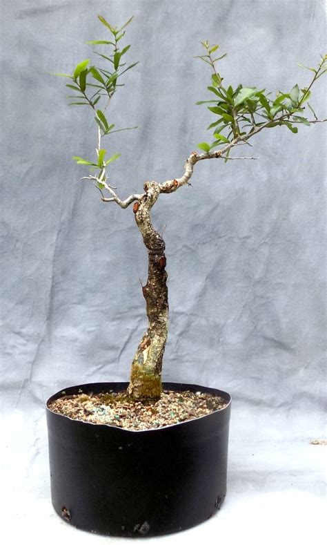 Rebuilding A Live Oak Bonsai | Bonsai South