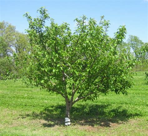 Fruit Tree Care: Watering & Fertilizing - Stark Bro's