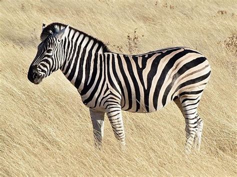 Why do zebras have stripes? They've proved to be a no fly zone for flies