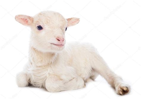 Lamb sitting Stock Photo by ©Djemphoto 62459081