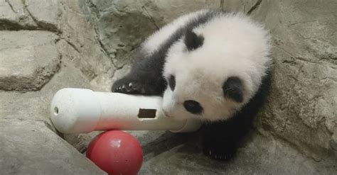 Baby Panda Playing With Ball