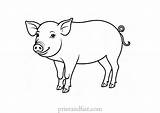 Fun And Free Pig Coloring Page For Kids  Printable Sheet sketch template