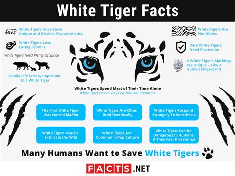 Top 16 White Tiger Facts - Diet, Habitat, Genetics & More | Facts.net