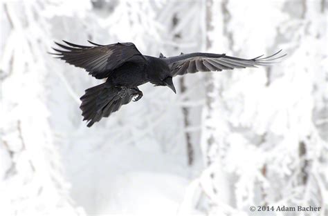 Photos of Ravens on Mt Hood