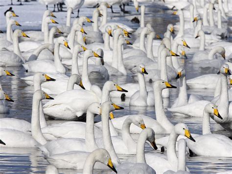 Do Swans Migrate? (All You Need To Know) | Birdfact