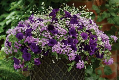 24 Purple Flowers to Brighten Your Garden | Garden Design