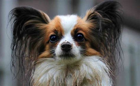 Papillon dog breed (all about this cute small dog) | Small Fluffy Dog ...