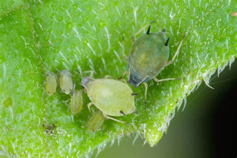 How To Get Rid of Aphids on Tomato Plants - Tomato Bible