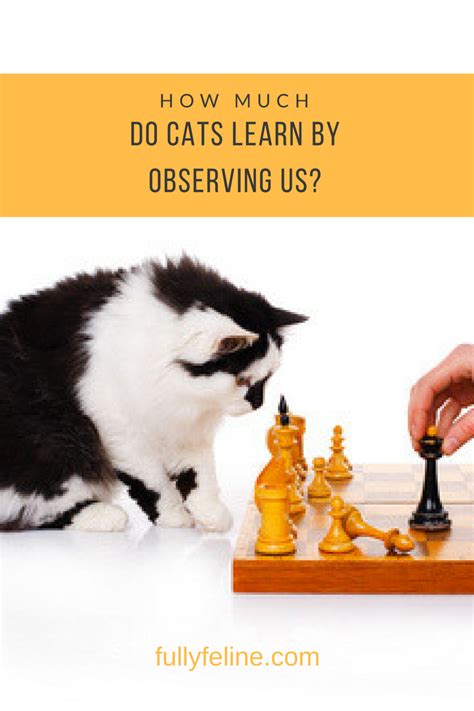 Cat Behavior: Is Your Cat Copying You?