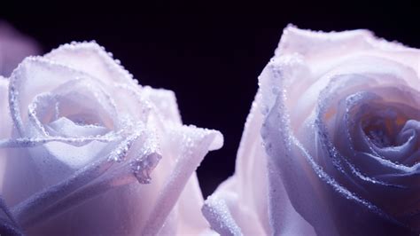 White Roses 1080p - Wallpaper, High Definition, High Quality, Widescreen