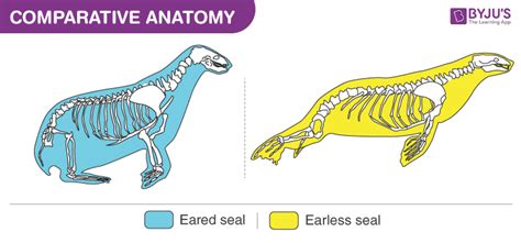 Types Of Comparative Anatomy - Free Printable Worksheet