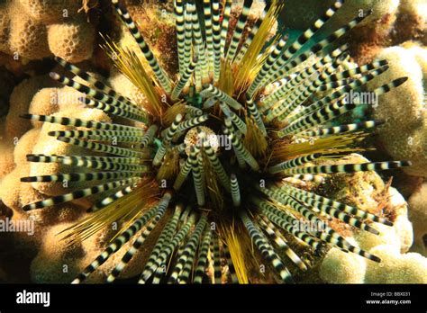 Large sea urchin with striped black and white spikes, embedded in a coral reef Stock Photo - Alamy