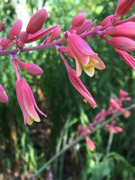 Red Yucca | The Woodlands Township Environmental Services