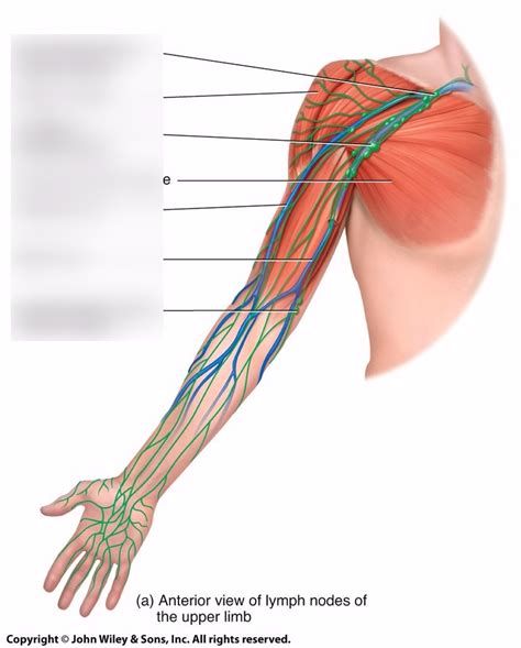 arm lymph nodes Diagram | Quizlet