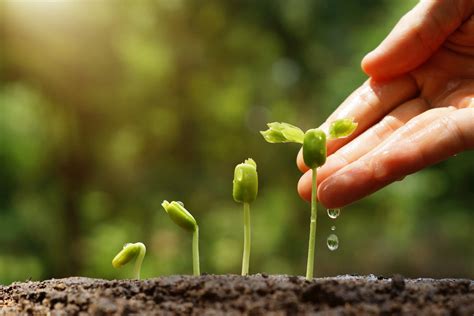 Quels sont les critères pour avoir un jardin écologique