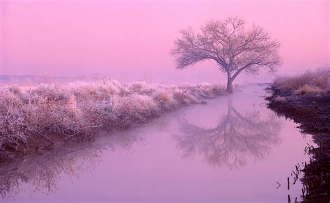 pink nature - Google Search | Pink nature, Pink trees, Nature wallpaper