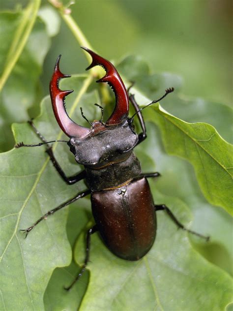 Beetle Facts, Types, Lifespan, Classification, Habitat, Pictures