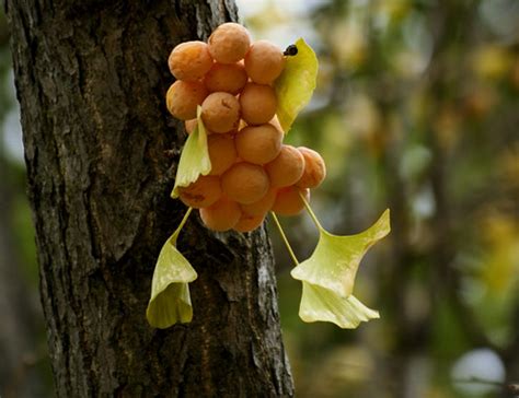 Female Ginkgo Tree | My first sighting and smell of a female… | Flickr