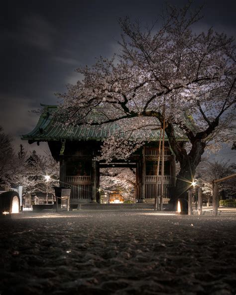 Night Cherry Blossom, Tokyo Japan : r/pics