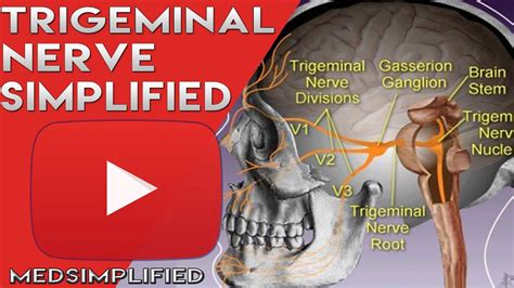 Trigeminal Nerve Anatomy - Cranial Nerve 5 Course and Distribution ...