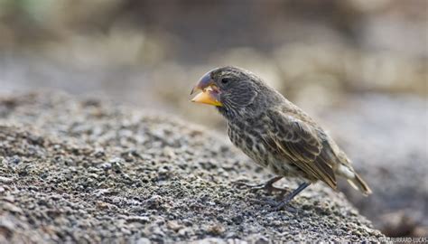 Galapagos Islands + Large Ground Finches | Photos Pictures Images