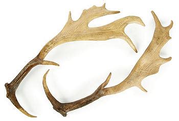 Fallow Deer Antlers