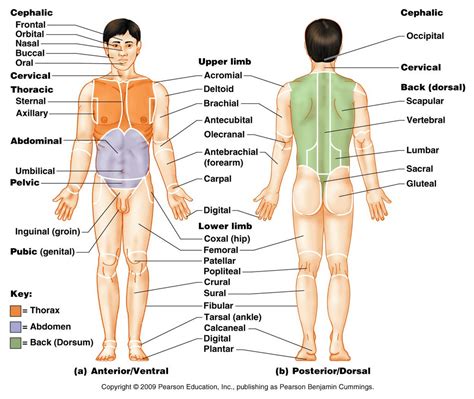 Body Regions (Posterior/Dorsal) Diagram | Quizlet