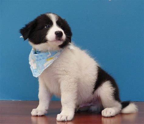 Poncho the Great Pyrenees, Border Collie Mix ~ DogPerDay ~ Cute puppy pictures, dog photos, cute ...