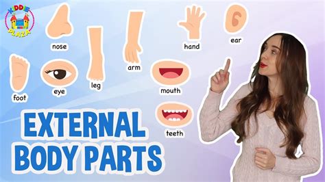 External Parts of body in English | Body Parts Name with Pictures - YouTube