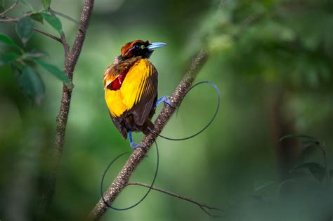 Culture & Birds of Paradise Photography Papua New Guinea wildlife ...