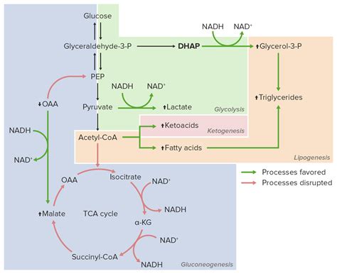 Metabolismo del Etanol | Concise Medical Knowledge