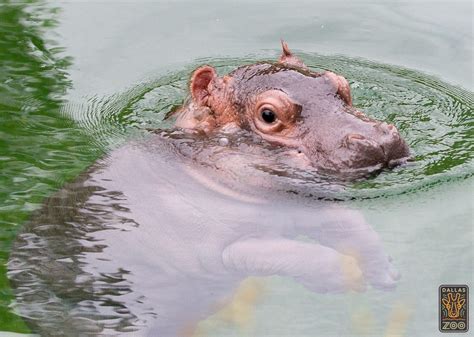 Meet the Dallas Zoo’s Cute New Baby Hippo on Saturday - D Magazine