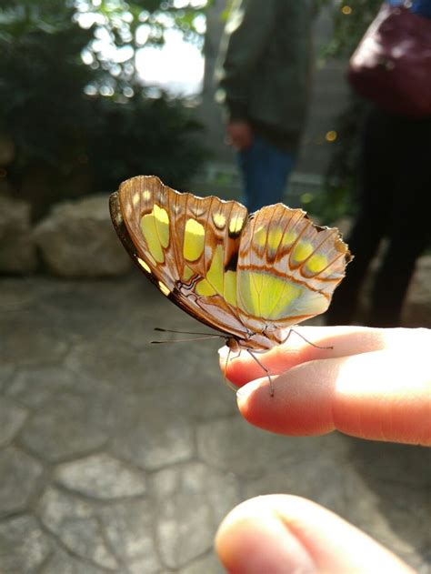 Butterfly conservatory | Butterfly, Conservatory, Collection