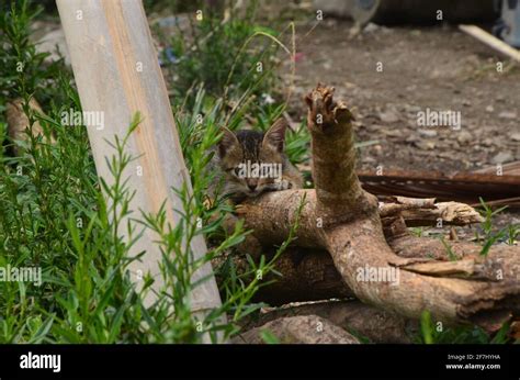 wild animals and green forest Stock Photo - Alamy