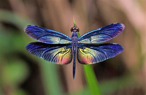 Dragonfly wing colors driven by climate and sexual selection - Earth.com