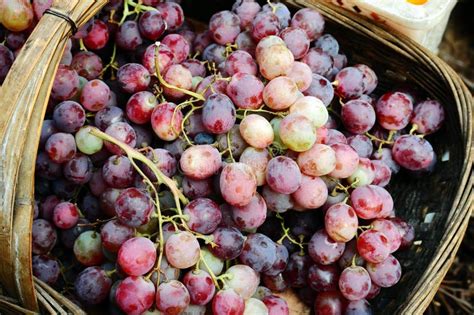 Grapes in a basket stock image. Image of ripe, cluster - 22397807