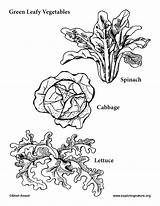 Lettuce Coloring Page sketch template