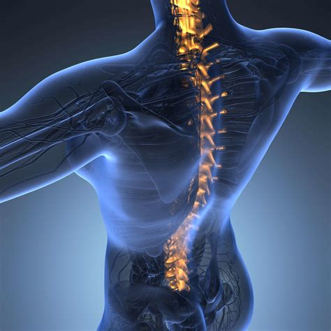 How Many Vertebrae Make Up the Human Spine? | NSC