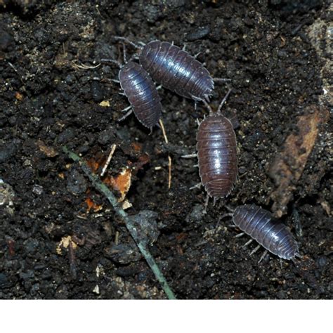 11 cool facts about the roly-poly | Gulo in Nature